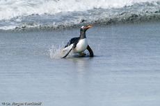 Eselspinguin (42 von 97).jpg